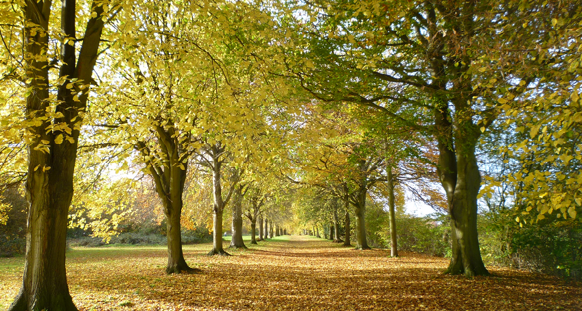 Avenue of trees in Autumn in Farnham Park